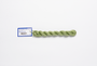 Milan - 1707 Caterpillar — silk skein for needlepoint, 13 mesh