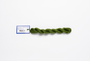 Milan - 1709 Iguana — silk skein for needlepoint, 13 mesh